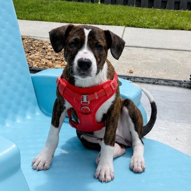 Juniper, ADOPTABLE, Puppy Female Catahoula Leopard Dog.
