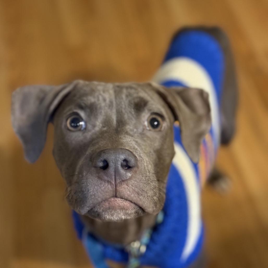 Phineas, Adoptable, Young Male Pit Bull Terrier.