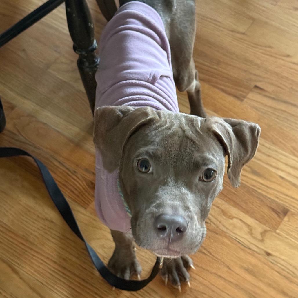 Enlarge Phineas, a Adoptable Pit Bull Terrier in Raleigh, NC image 3/5