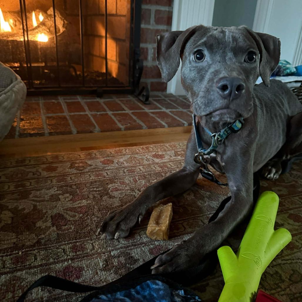 Enlarge Phineas, a Adoptable Pit Bull Terrier in Raleigh, NC image 5/5