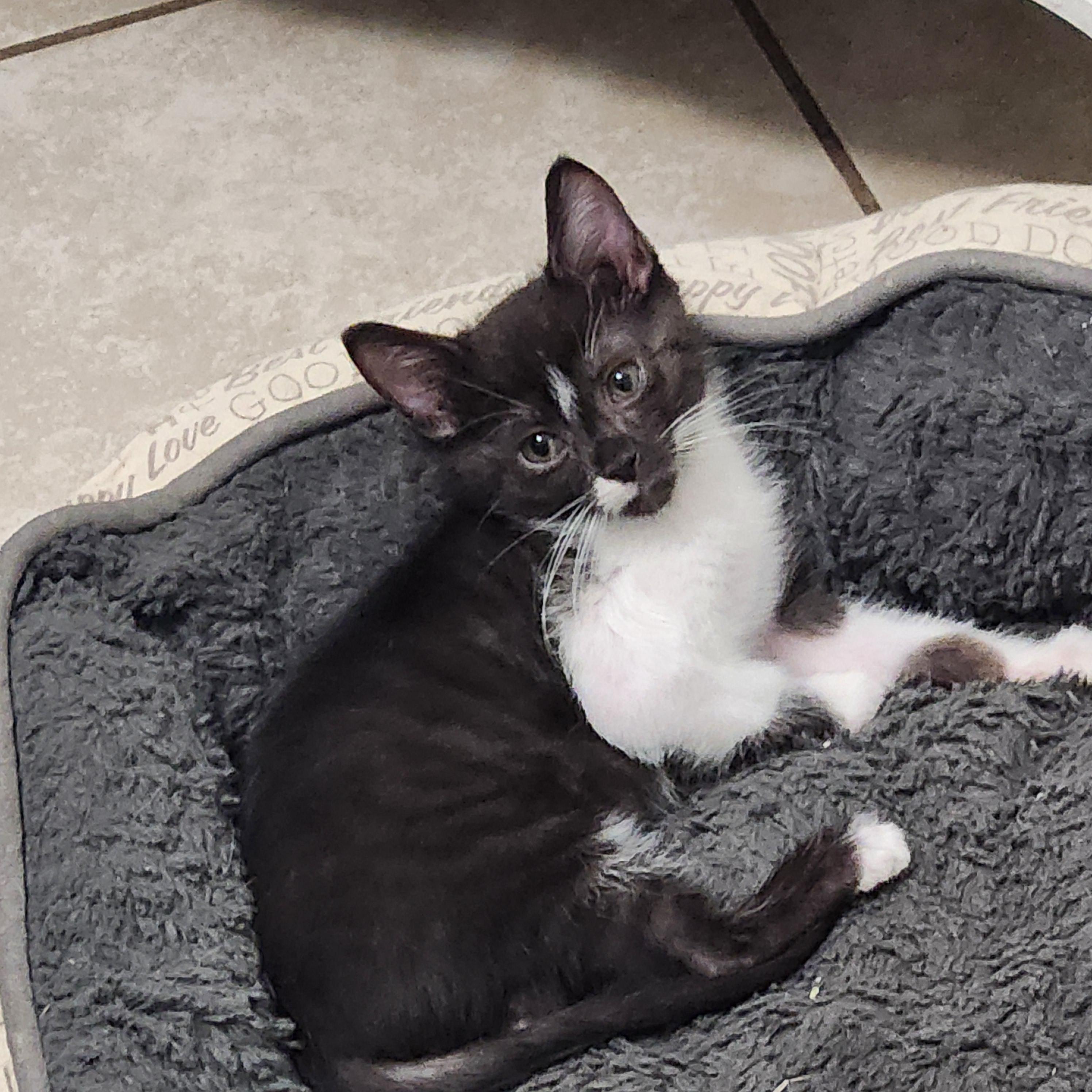 Heatwave ( Orlando Fl), a ADOPTABLE Tuxedo in Orlando, FL image 4/4