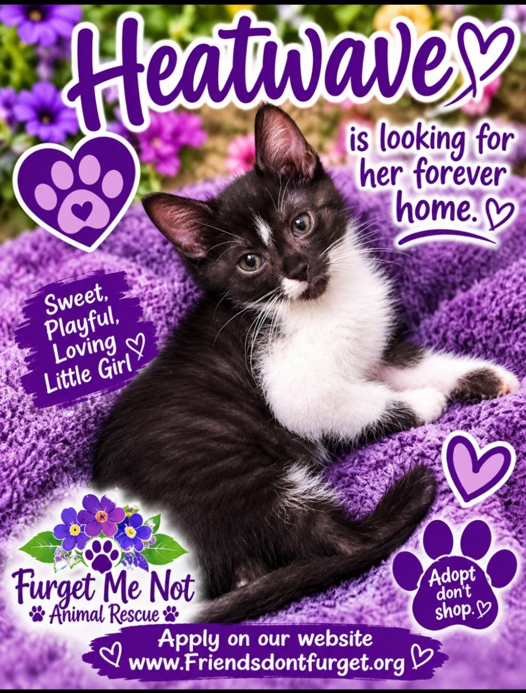 Heatwave ( Orlando Fl), ADOPTABLE, Kitten Female Tuxedo.
