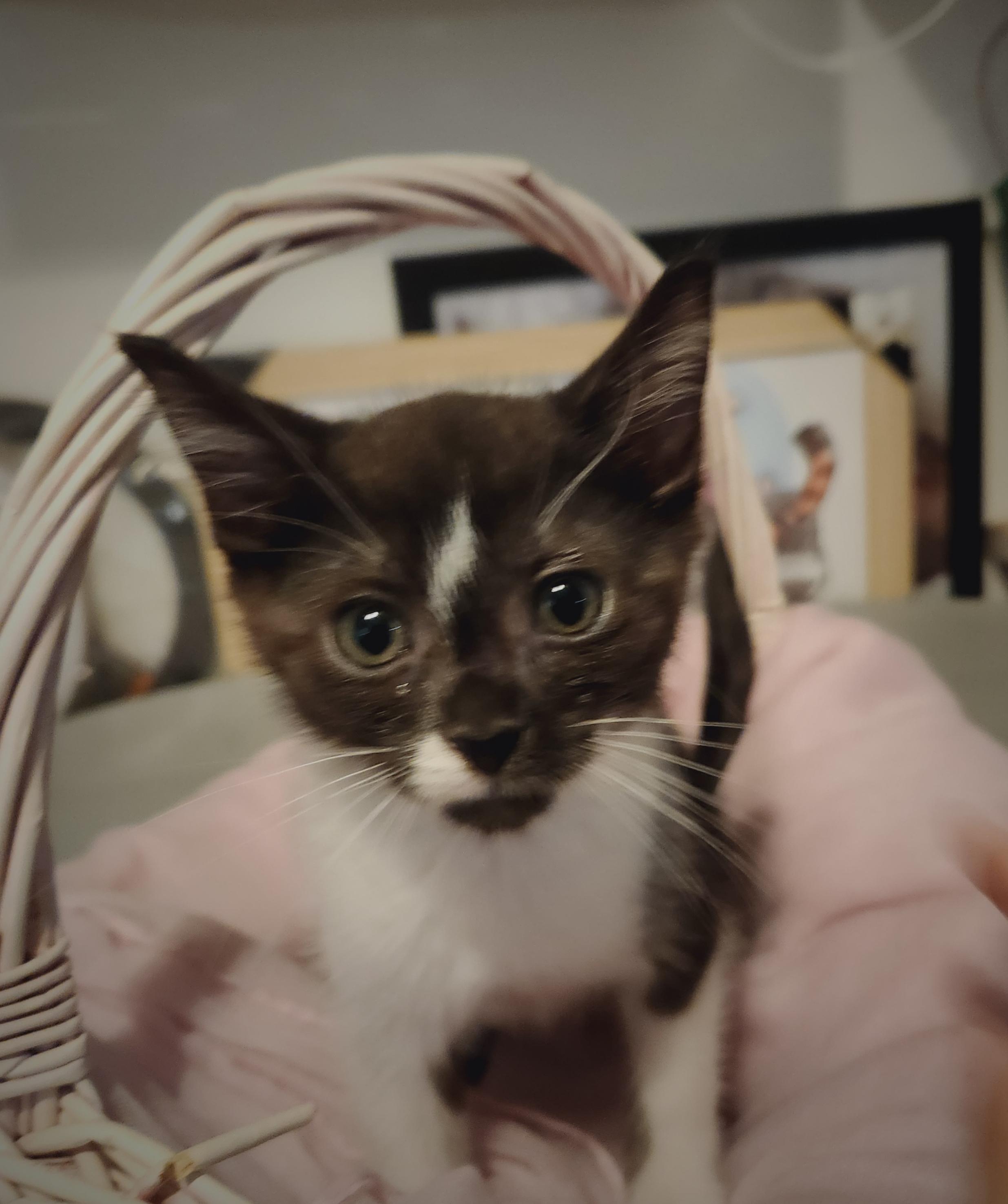 Heatwave ( Orlando Fl), a ADOPTABLE Tuxedo in Orlando, FL image 2/4
