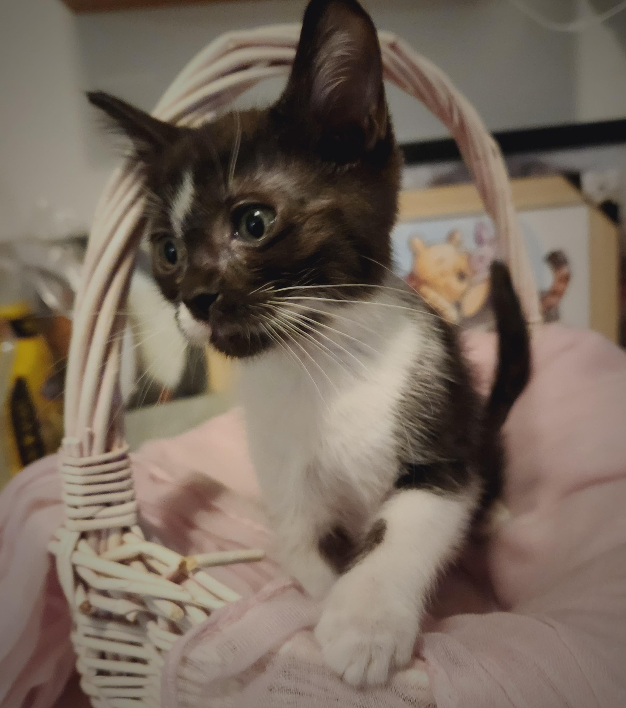 Heatwave ( Orlando Fl), a ADOPTABLE Tuxedo in Orlando, FL image 3/4