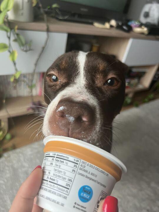 Willow, Adoptable, Adult Female Mixed Breed.