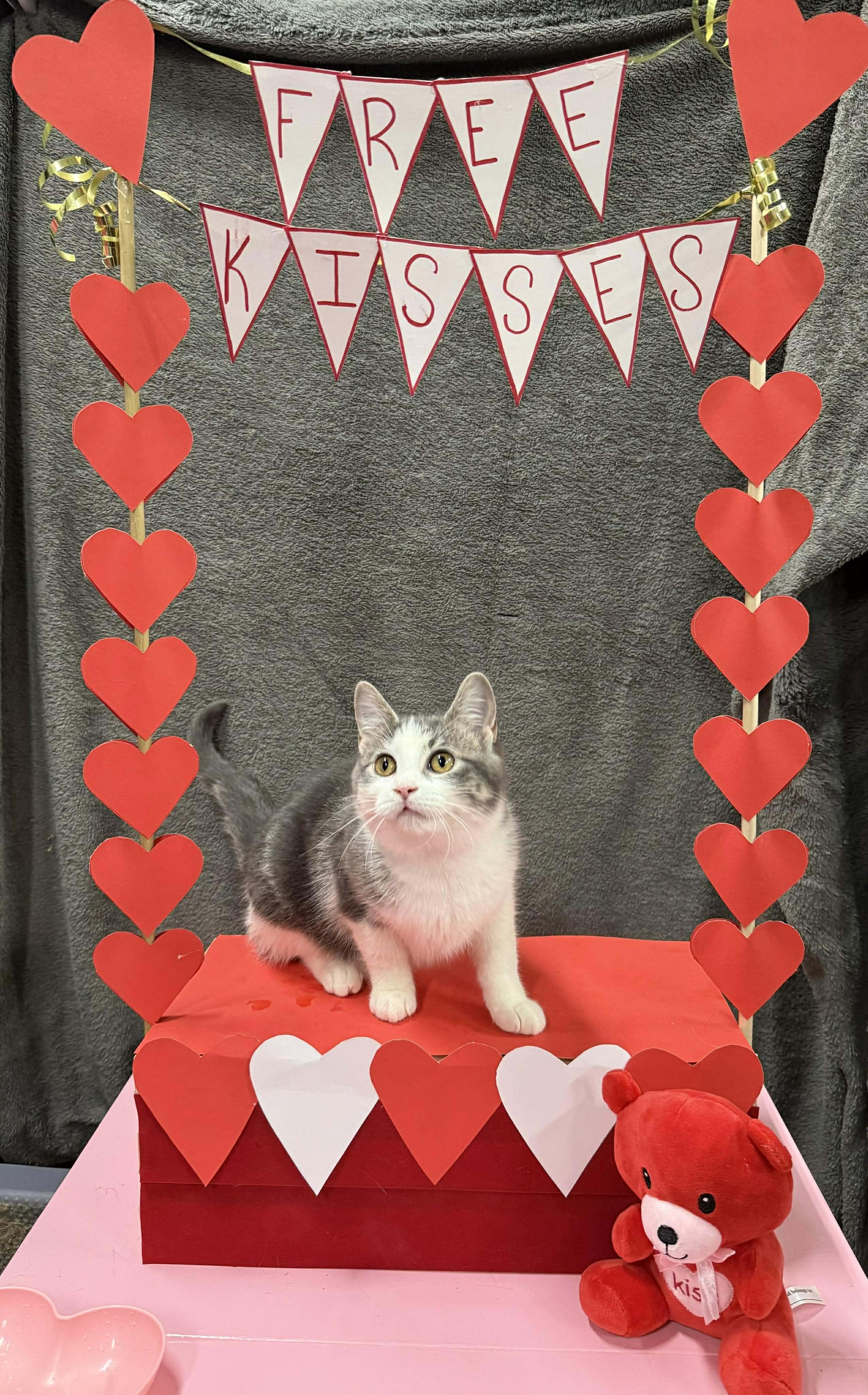 GWENDOLINE, a Adoptable Domestic Short Hair in Tillsonburg, ON image 1/5