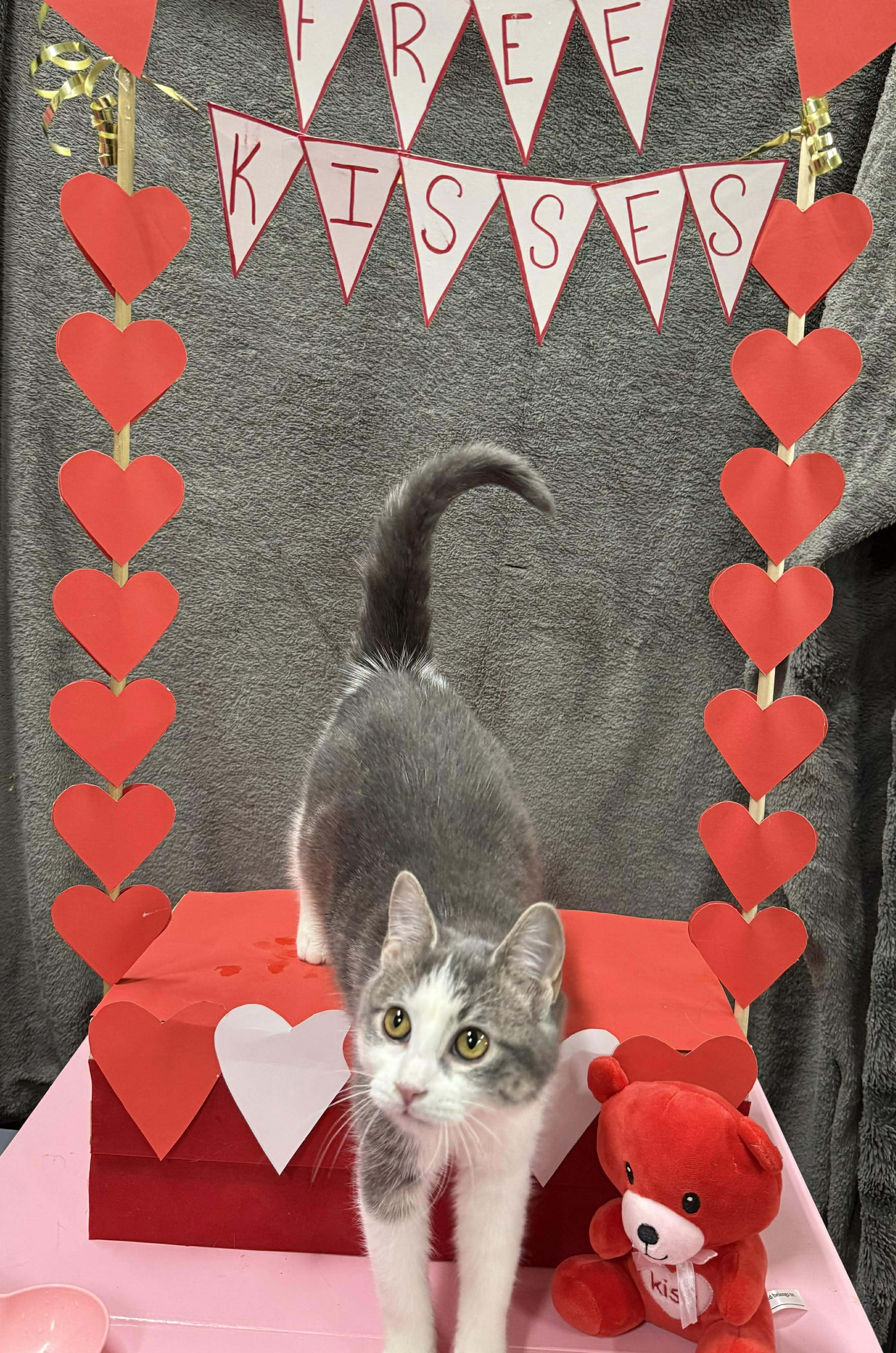 GWENDOLINE, a Adoptable Domestic Short Hair in Tillsonburg, ON image 5/5