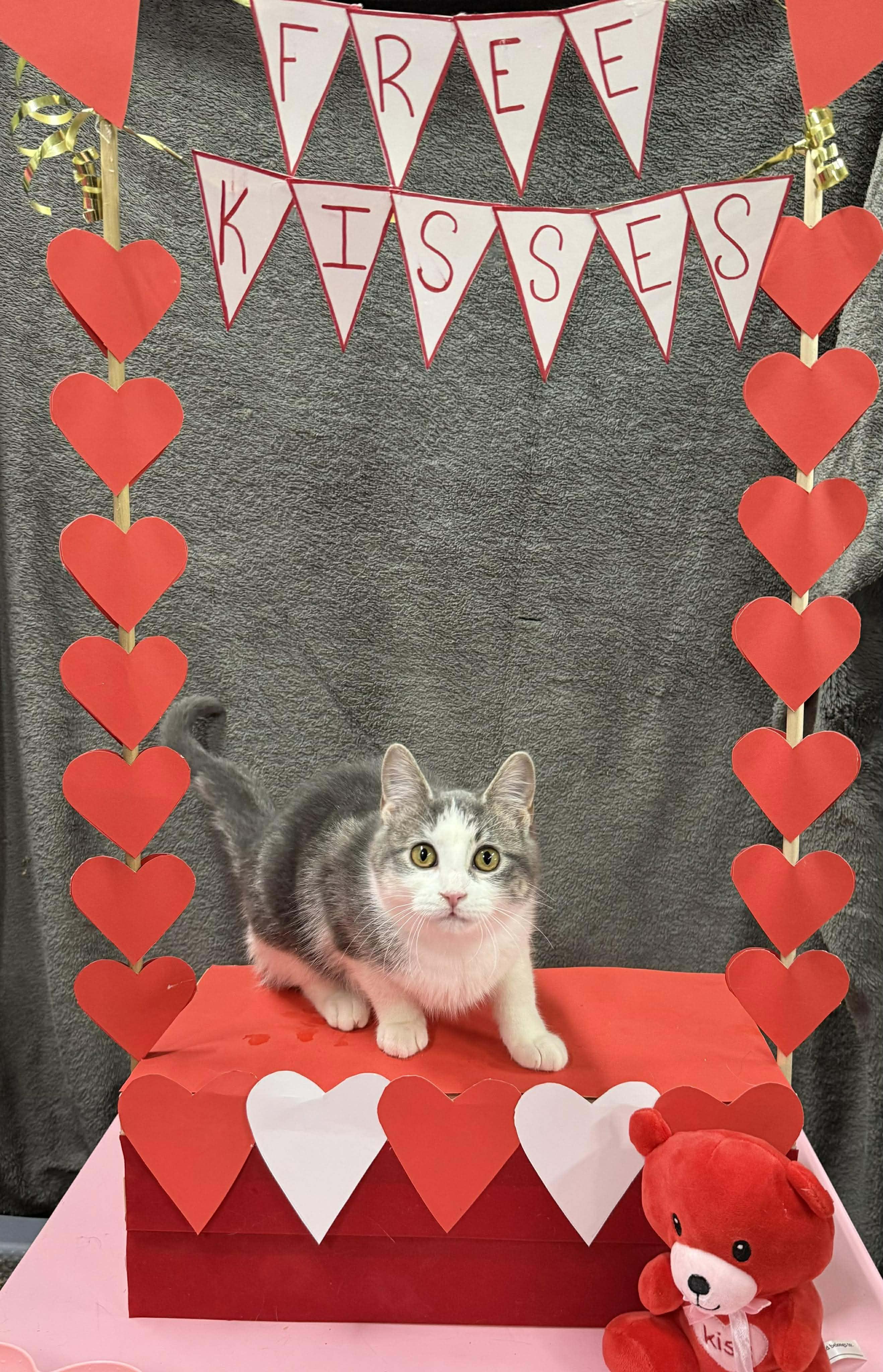 GWENDOLINE, a Adoptable Domestic Short Hair in Tillsonburg, ON image 3/5