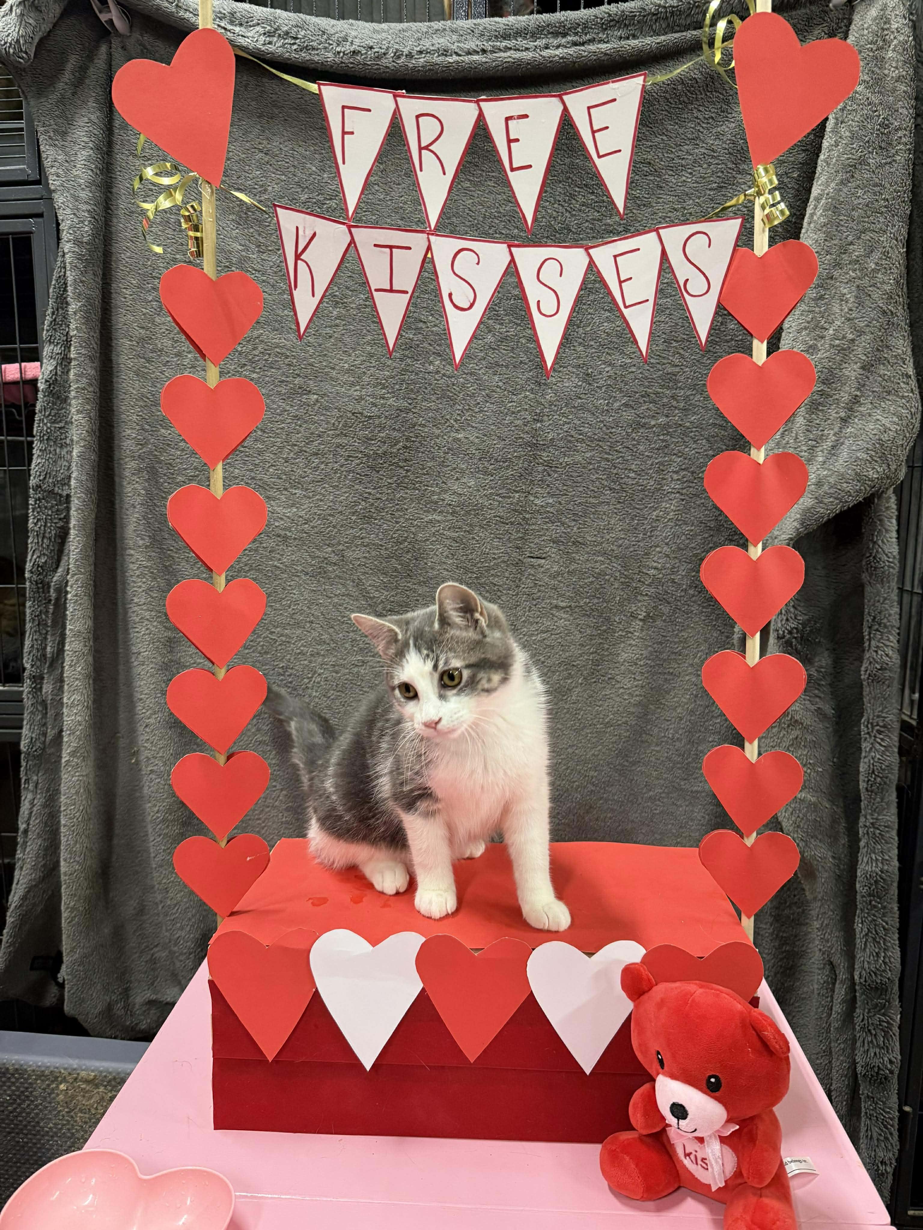 GWENDOLINE, a Adoptable Domestic Short Hair in Tillsonburg, ON image 4/5