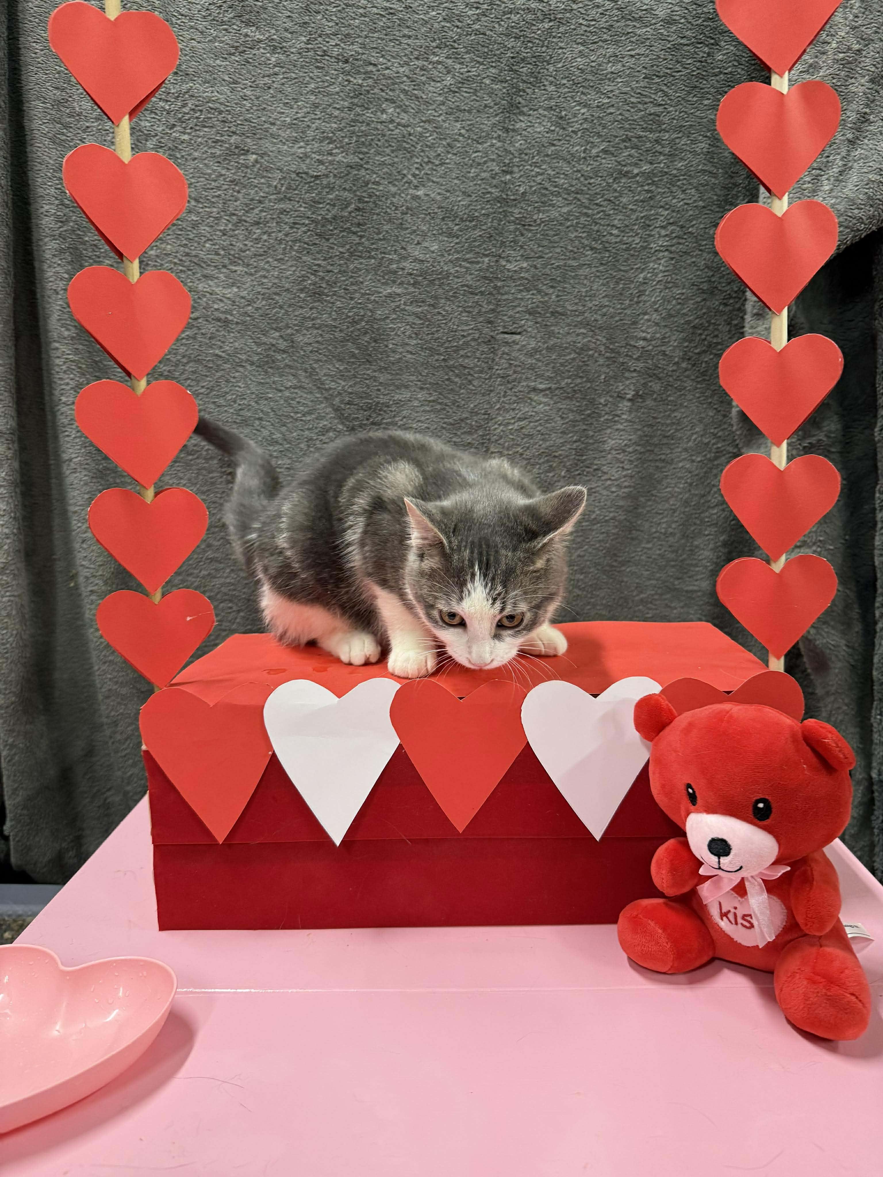 GWENDOLINE, a Adoptable Domestic Short Hair in Tillsonburg, ON image 2/5