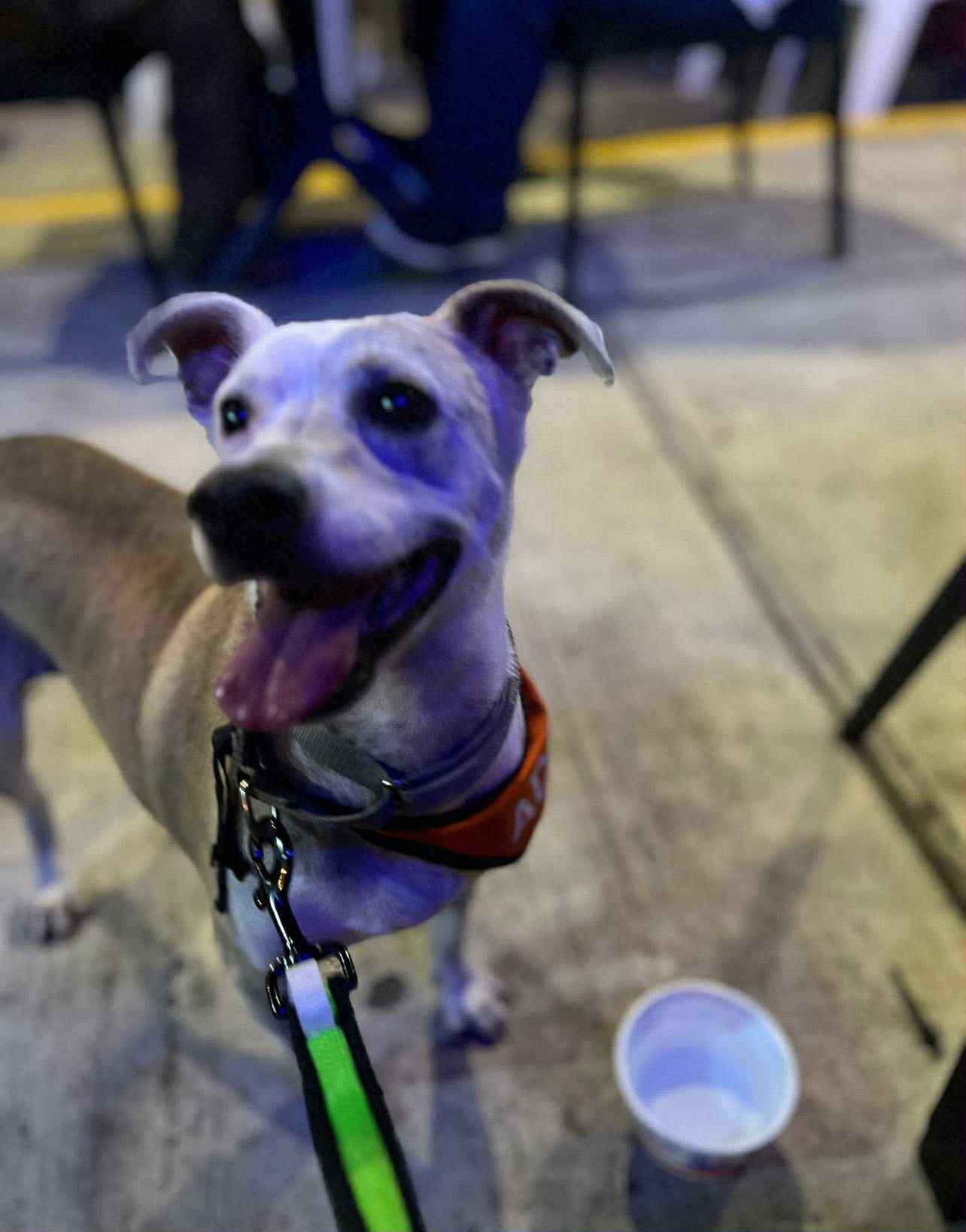 Gucci, ADOPTABLE, Adult Female Mixed Breed.