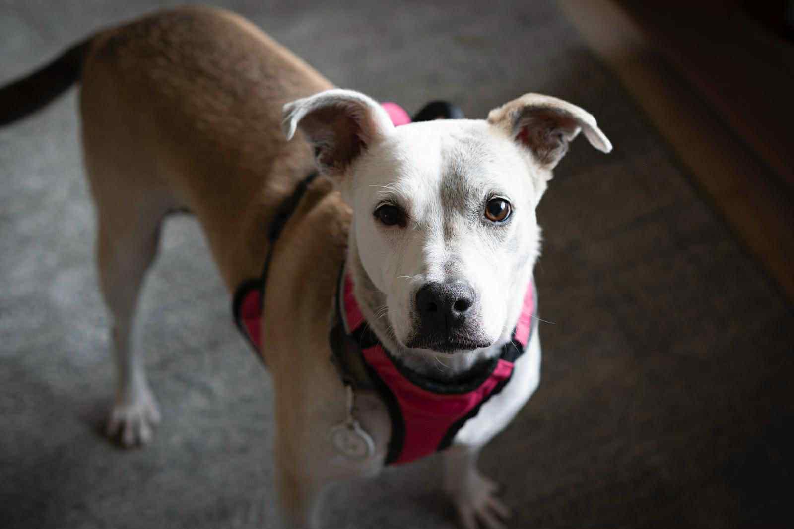 Gucci, ADOPTABLE, Adult Female Mixed Breed.