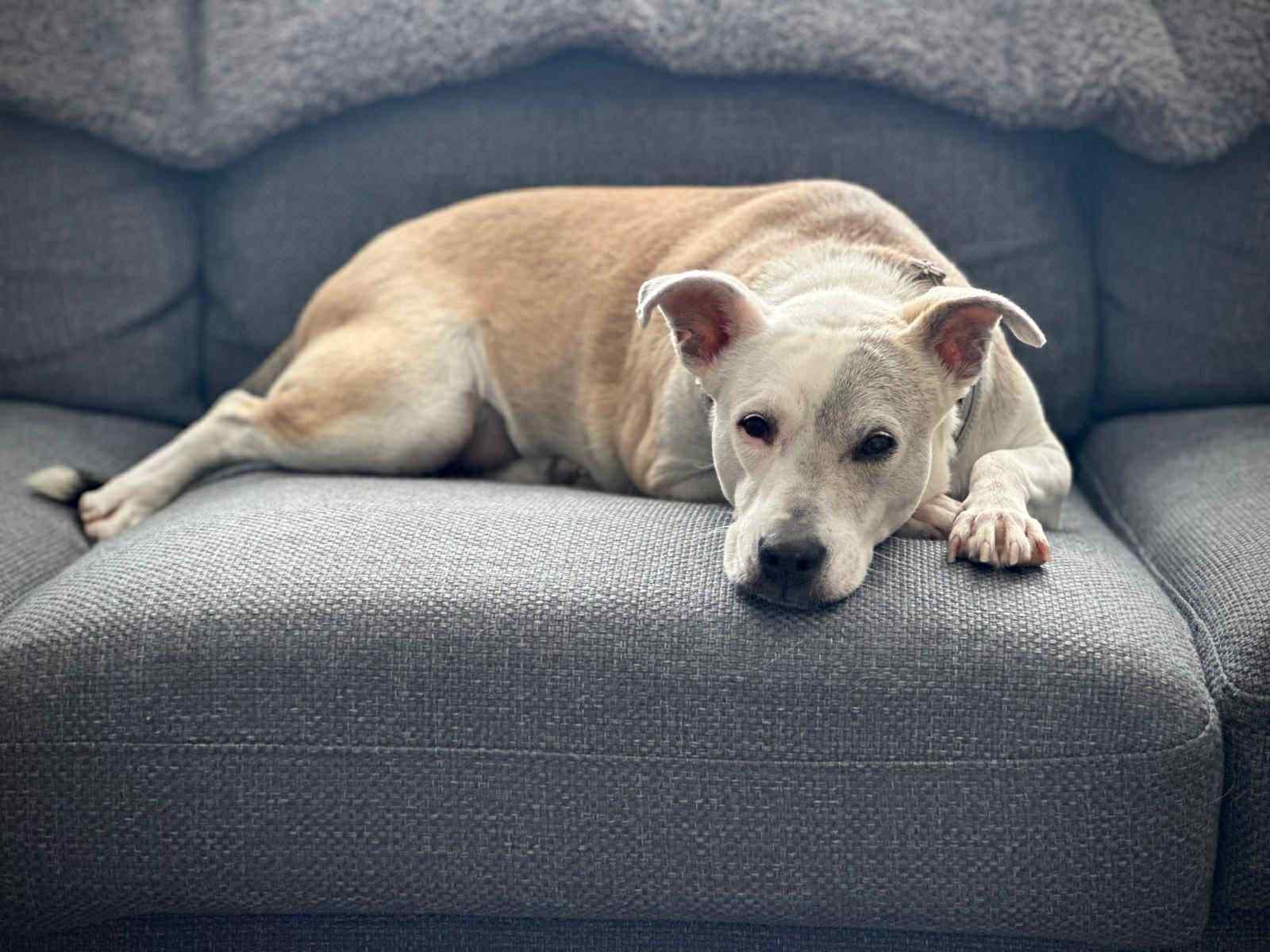 Enlarge Gucci, a ADOPTABLE mixed breed in Dunmore, AB image 2/3