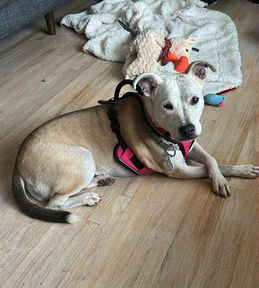 Enlarge Gucci, a ADOPTABLE mixed breed in Dunmore, AB image 3/3