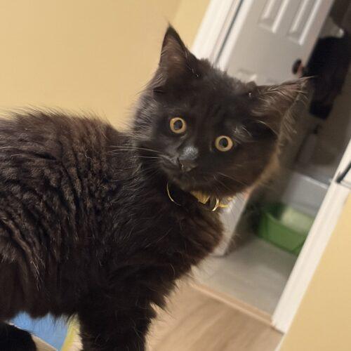 Chloe, Adoptable, Kitten Female Domestic Medium Hair.