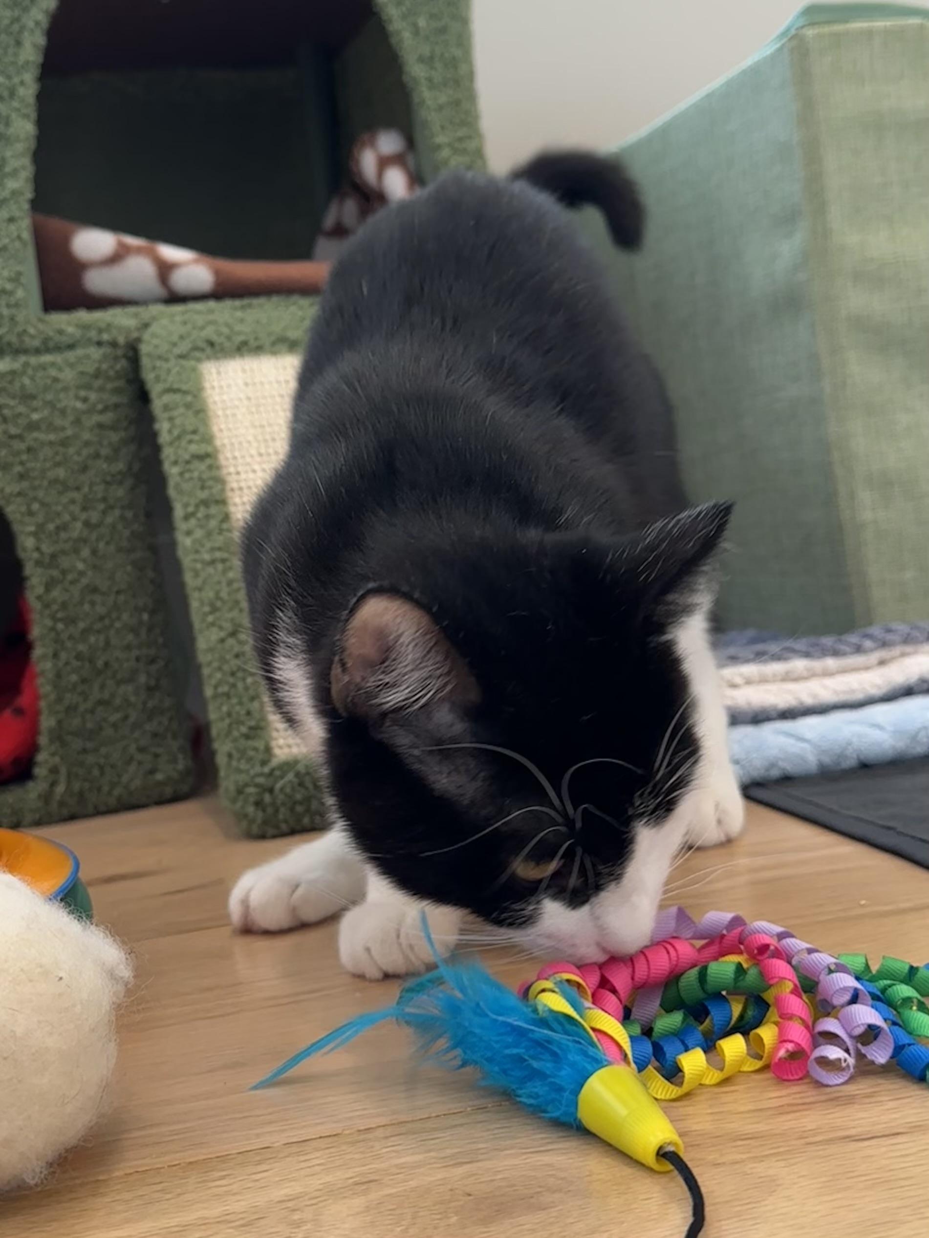 Enlarge Tux, a ADOPTABLE Domestic Short Hair in Weehawken, NJ image 2/5