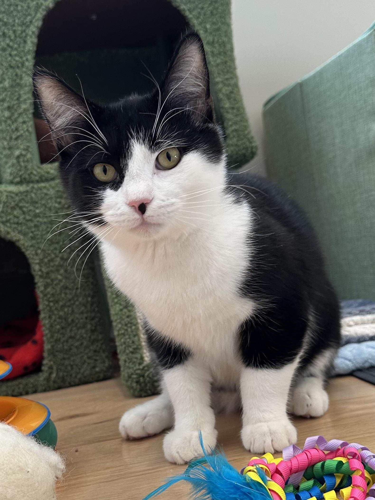 Enlarge Tux, a ADOPTABLE Domestic Short Hair in Weehawken, NJ image 1/5