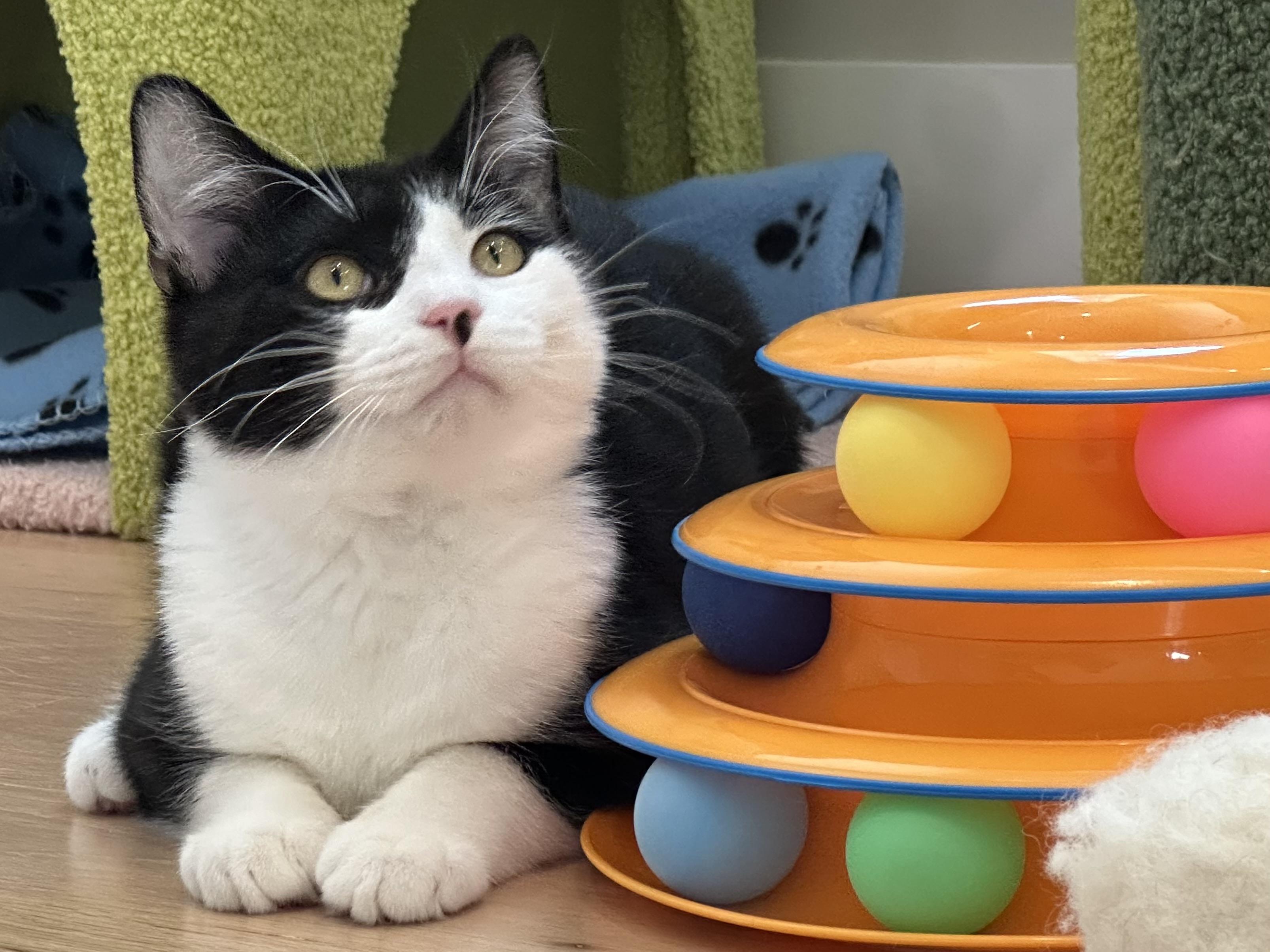 Enlarge Tux, a ADOPTABLE Domestic Short Hair in Weehawken, NJ image 5/5