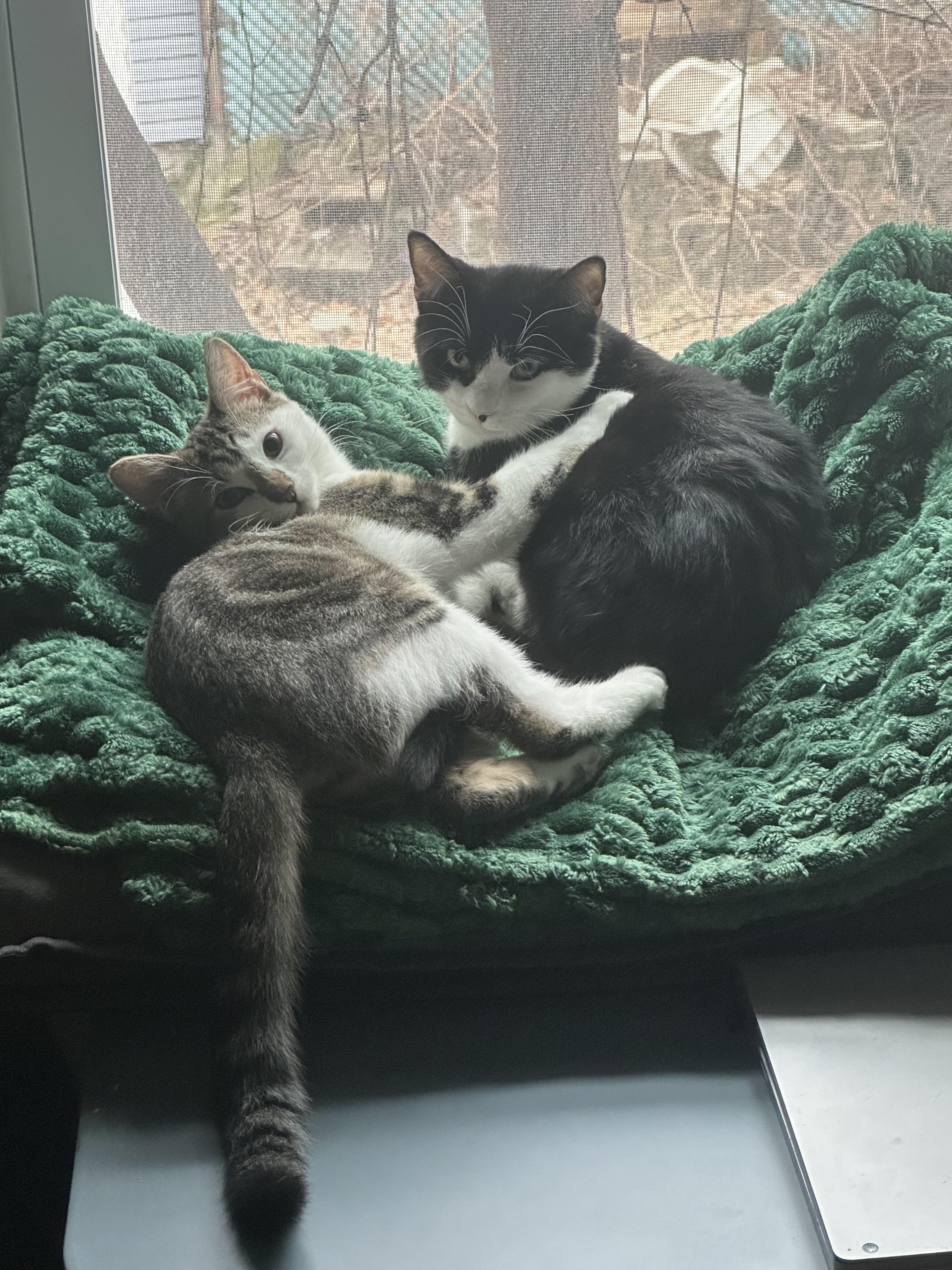 Enlarge Tux, a ADOPTABLE Domestic Short Hair in Weehawken, NJ image 3/5