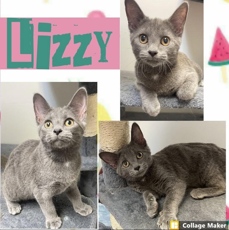 Lizzy, ADOPTABLE, Young Female Domestic Short Hair.