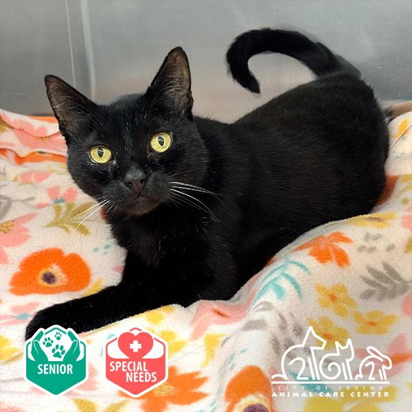 Enlarge TWILIGHT, a Adoptable Domestic Short Hair in Irvine, CA image 1/1