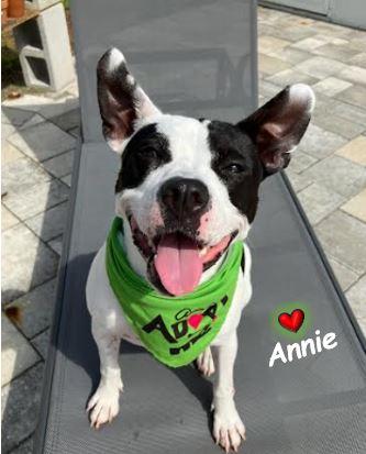 Enlarge Annie, a Adoptable Mixed Breed in Palm Harbor, FL image 5/6