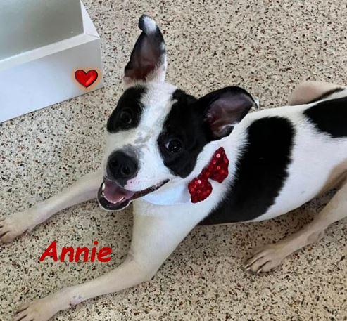 Enlarge Annie, a Adoptable Mixed Breed in Palm Harbor, FL image 4/6