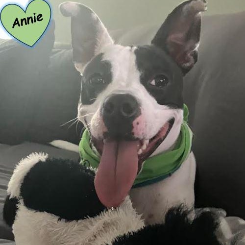 Enlarge Annie, a Adoptable Mixed Breed in Palm Harbor, FL image 3/6