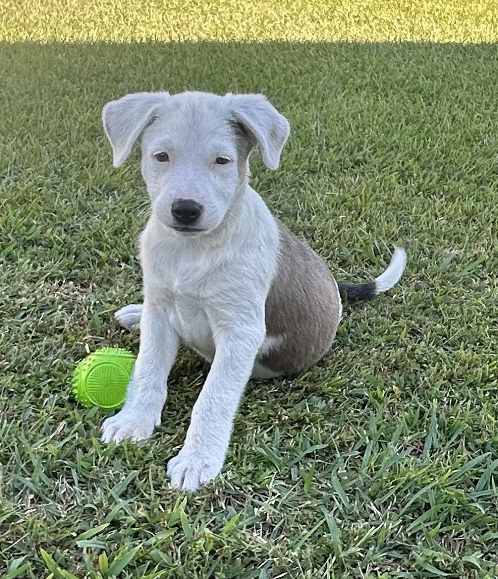 Cocoa Puffs, Adopted, Puppy Female Hound & Labrador Retriever.
