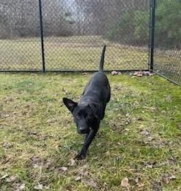 Storm, Adoptable, Young Female Labrador Retriever.