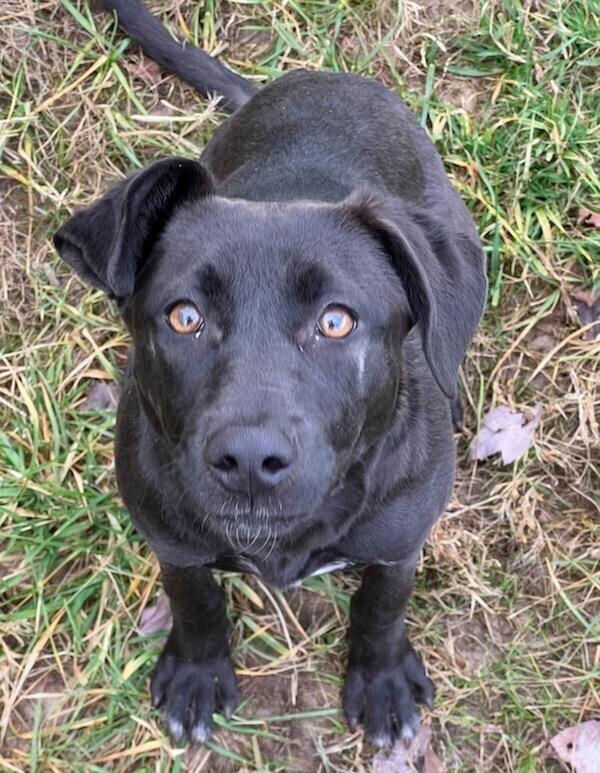 Storm, Adoptable, Young Female Labrador Retriever.