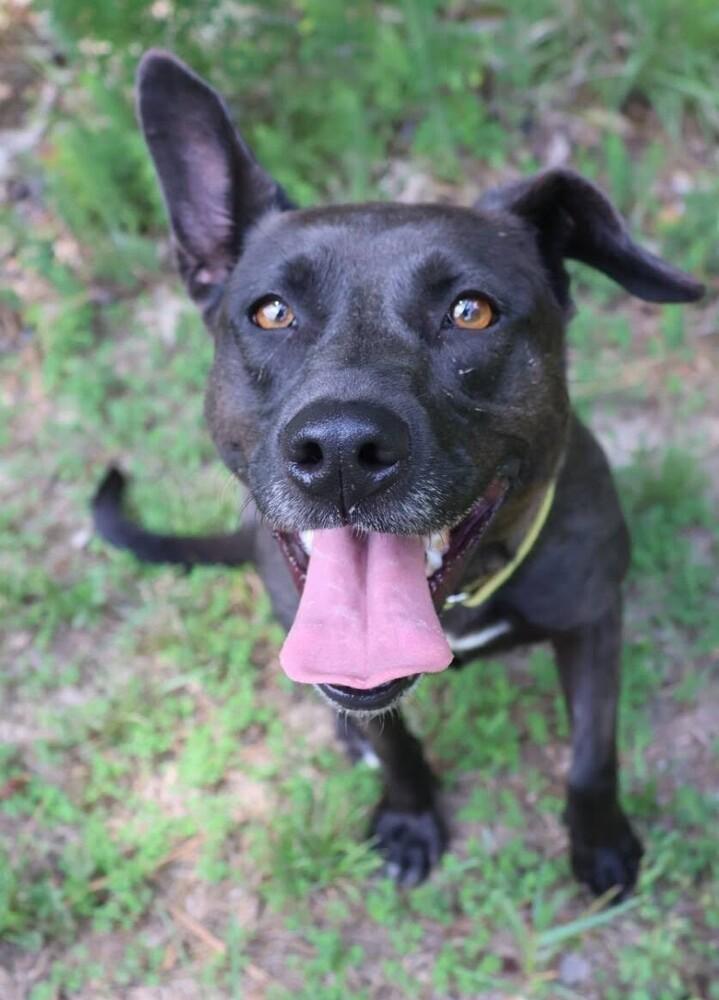 Storm, a Adoptable mixed breed in Washington, DC image 2/6