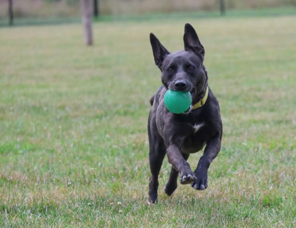 Storm, a Adoptable mixed breed in Washington, DC image 3/6