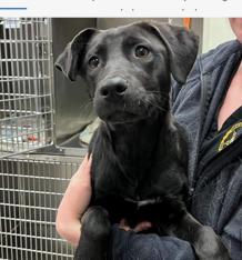 Enlarge Storm, a Adoptable mixed breed in Washington, DC image 3/6