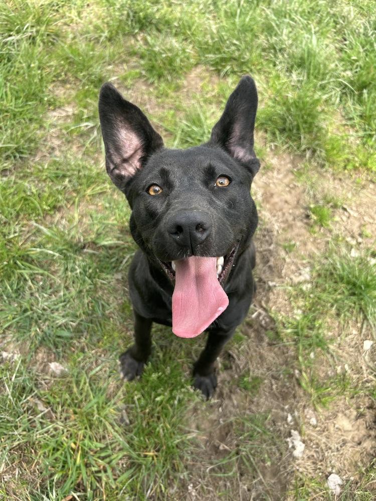 Enlarge Storm, a Adoptable mixed breed in Washington, DC image 4/6