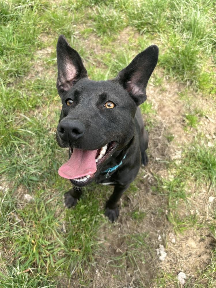 Enlarge Storm, a Adoptable mixed breed in Washington, DC image 5/6