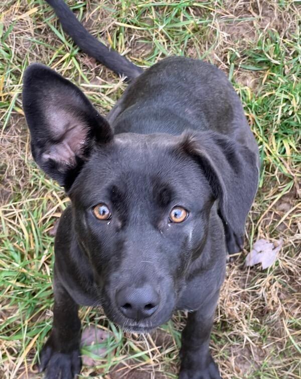 Enlarge Storm, a Adoptable mixed breed in Washington, DC image 6/6