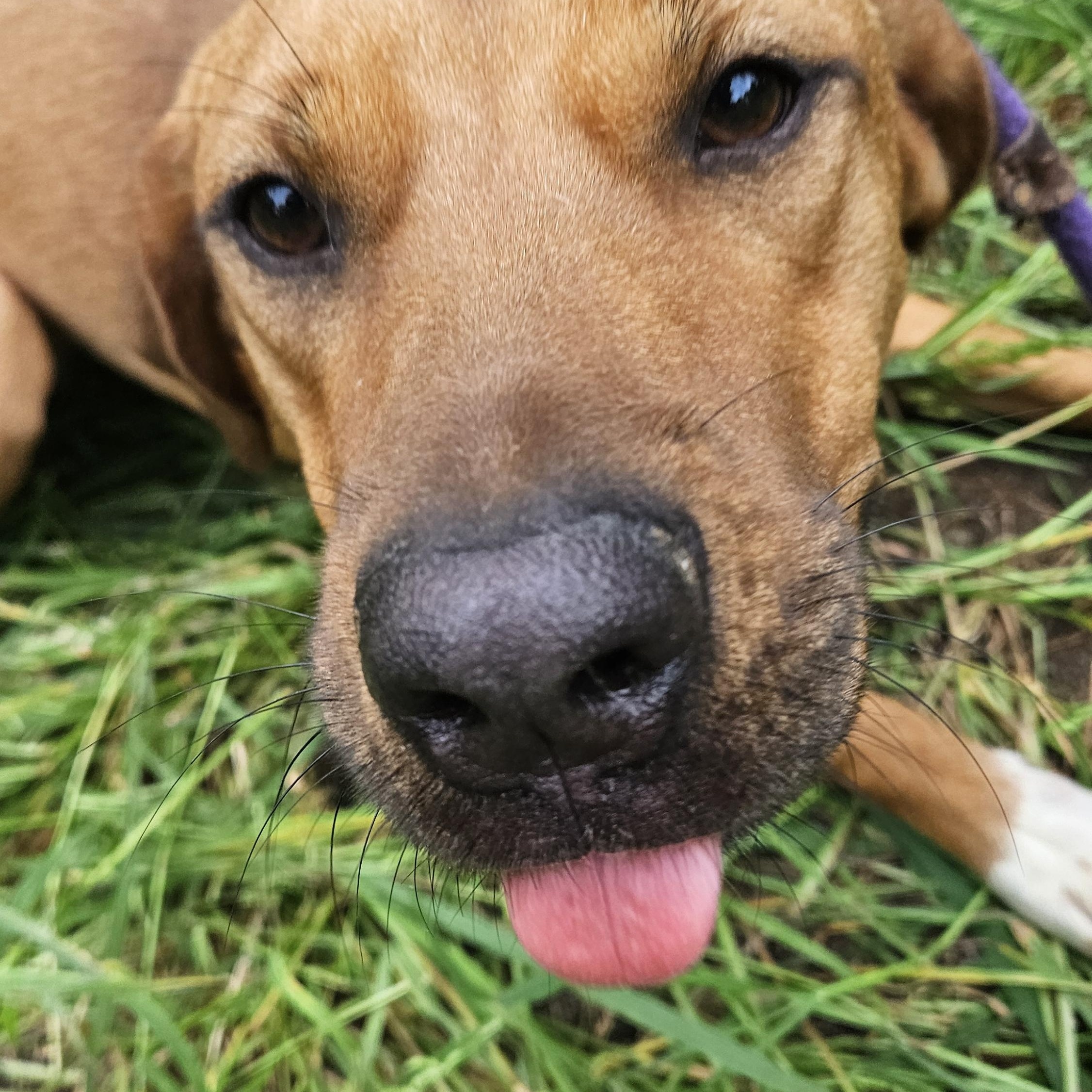 Enlarge Petunia, a Adoptable mixed breed in Magnolia, TX image 3/5