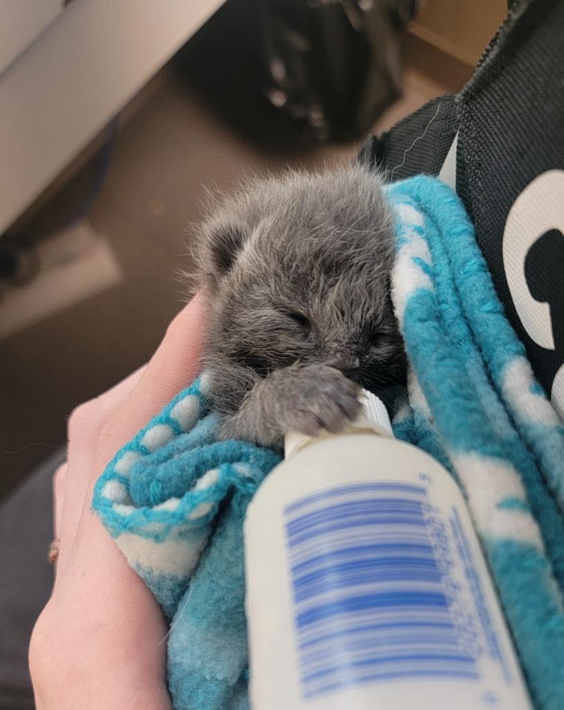 Enlarge Zoey, a Adopted mixed breed in La Porte, IN image 1/1