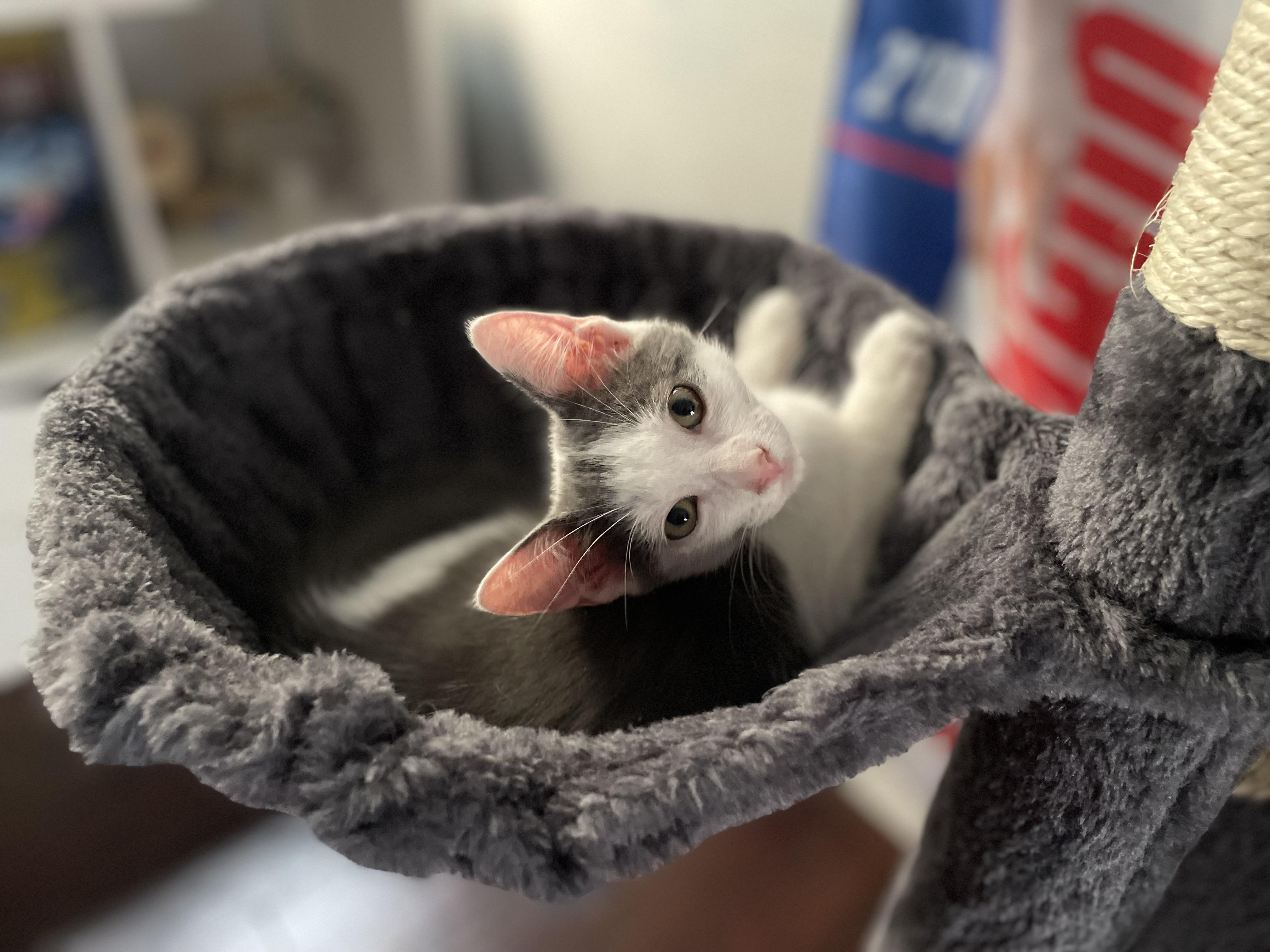 Enlarge Luca, a Adoptable Domestic Short Hair in Haddon Heights, NJ image 1/2