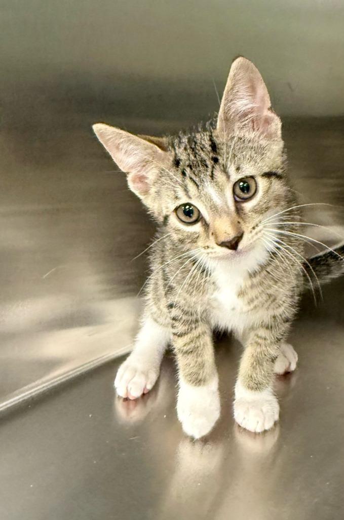 Archie, Adoptable, Kitten Male Domestic Short Hair.