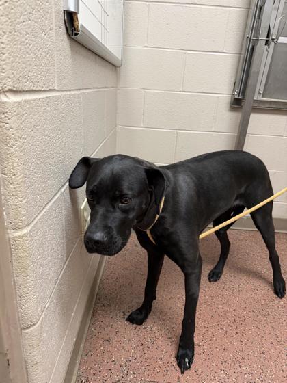 Midnight, Adoptable, Adult Female Labrador Retriever & Mixed Breed.