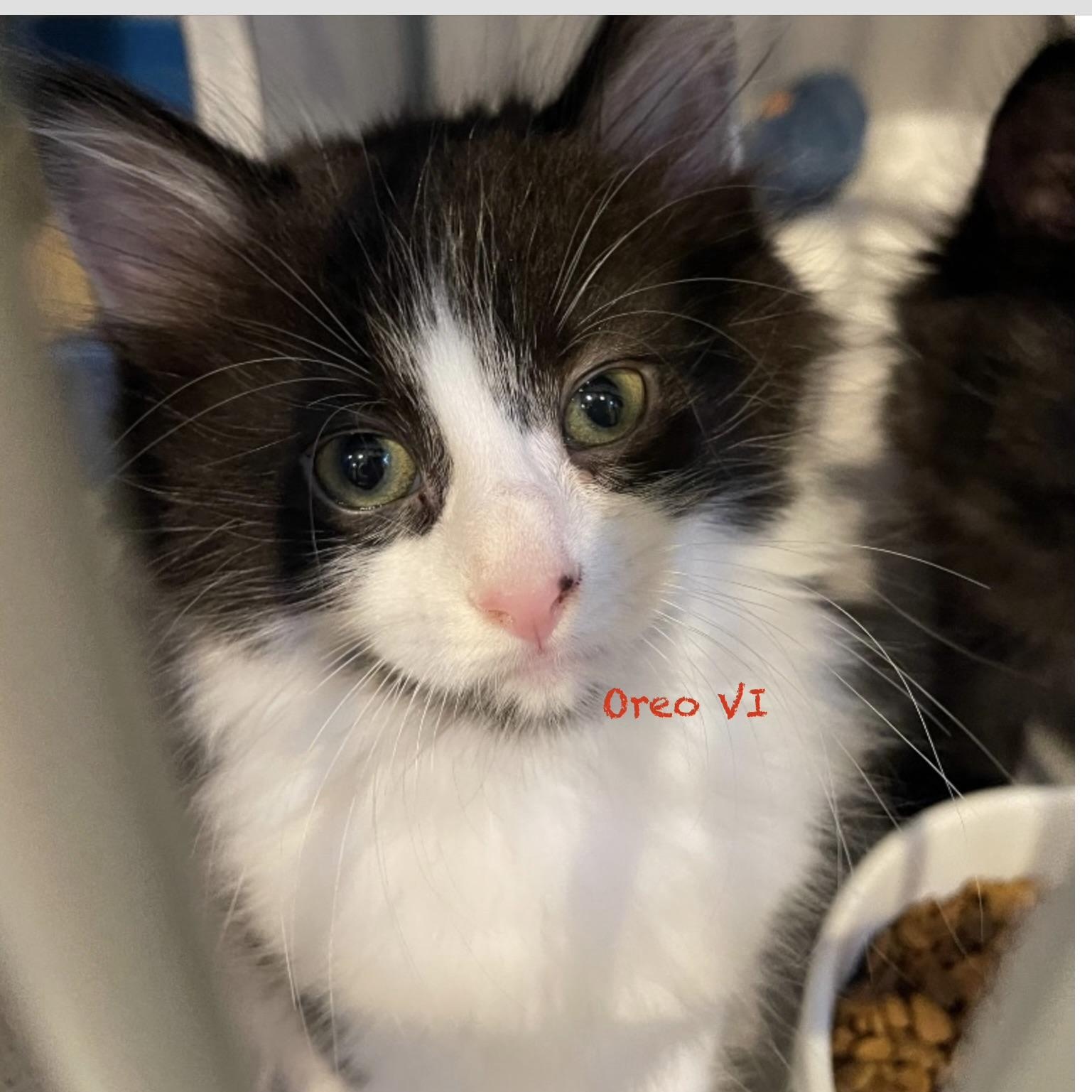 Oreo VI, adopted, Kitten Male Domestic Long Hair.