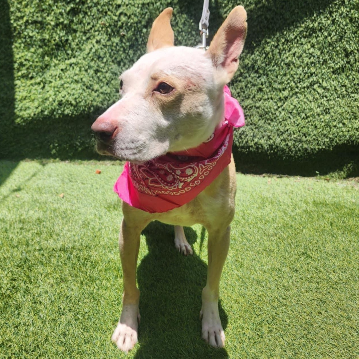 Roxy — thumbnail 2