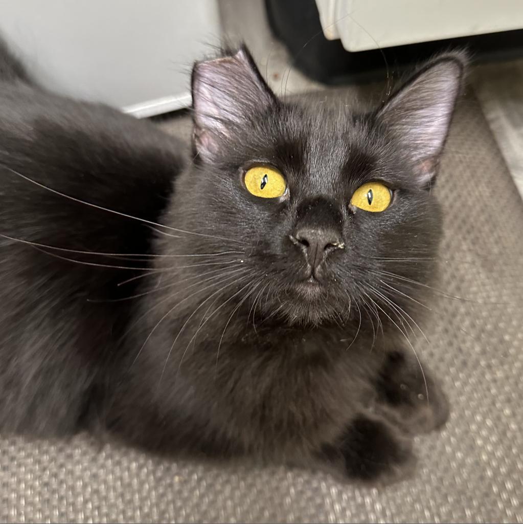 MURPHY, Adult Female Domestic Medium Hair