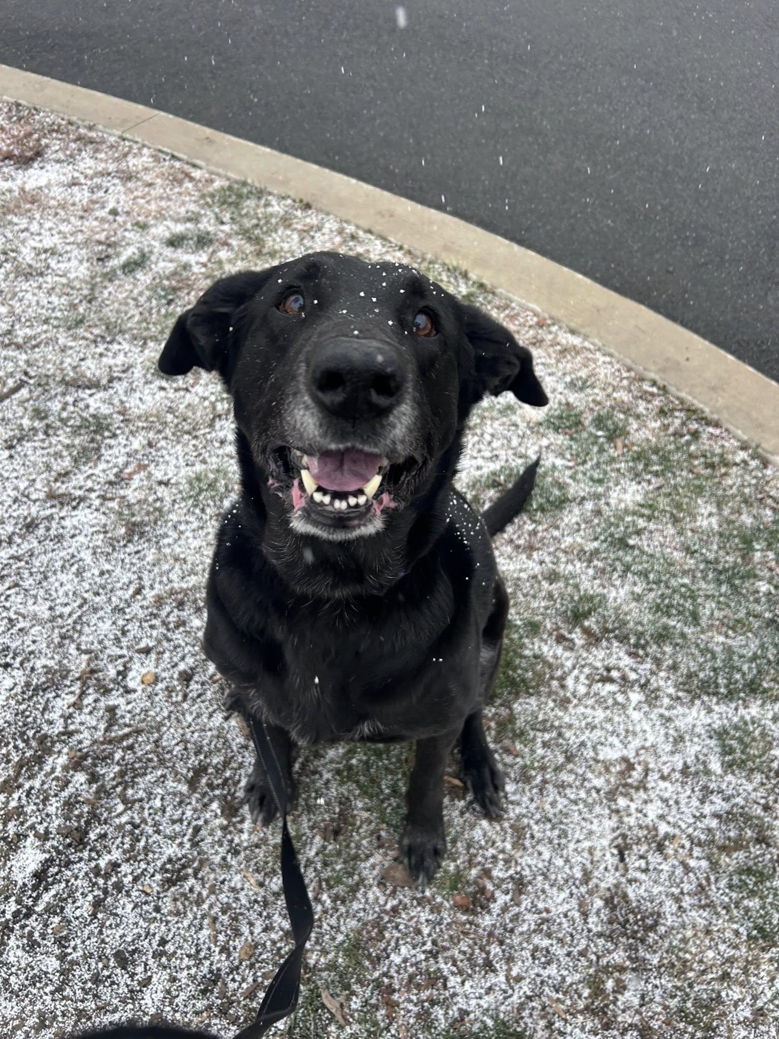 Enlarge Dagan, a Adoptable Labrador Retriever in New Castle, DE image 1/3