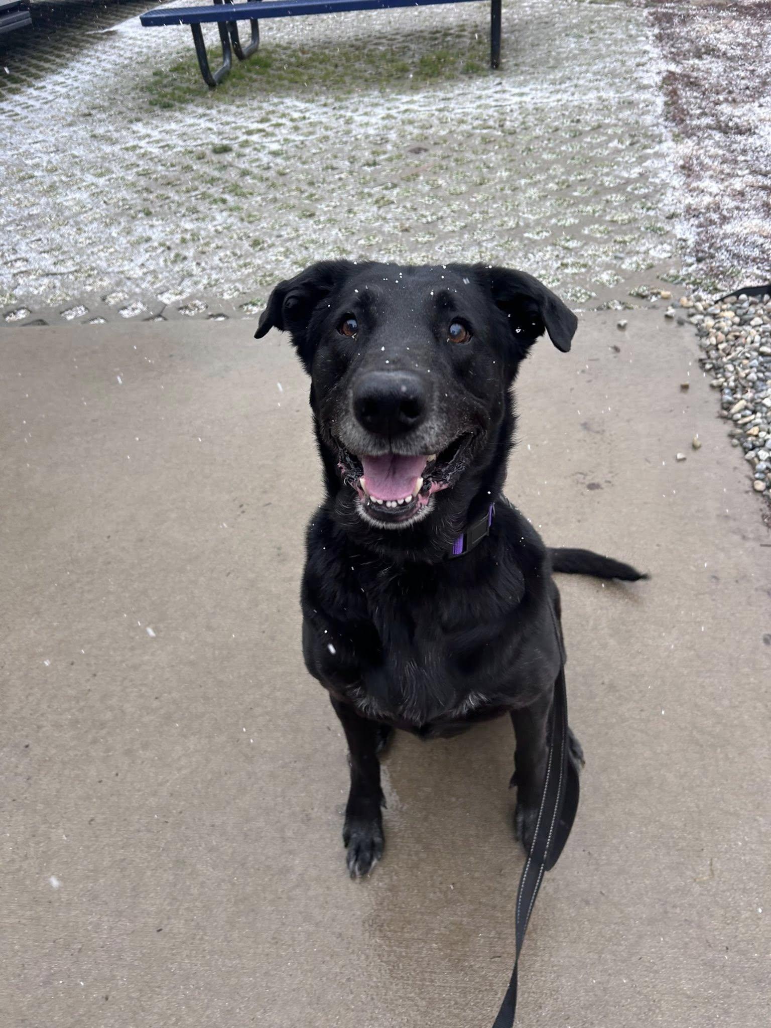 Enlarge Dagan, a Adoptable Labrador Retriever in New Castle, DE image 2/3