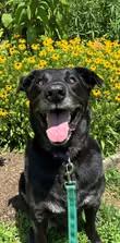 Dagan, a Adoptable Labrador Retriever in New Castle, DE image 2/3