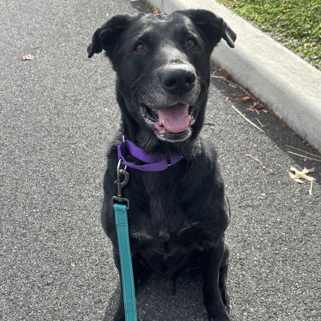 Enlarge Dagan, a Adoptable Labrador Retriever in New Castle, DE image 3/3