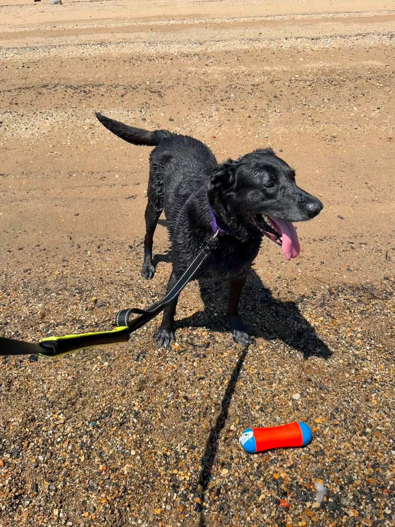 Dagan, a Adoptable Labrador Retriever in New Castle, DE image 3/3